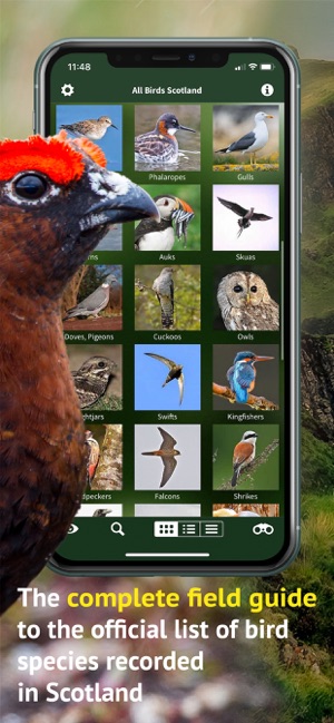 All Birds Scotland Photo Guide(圖2)-速報App