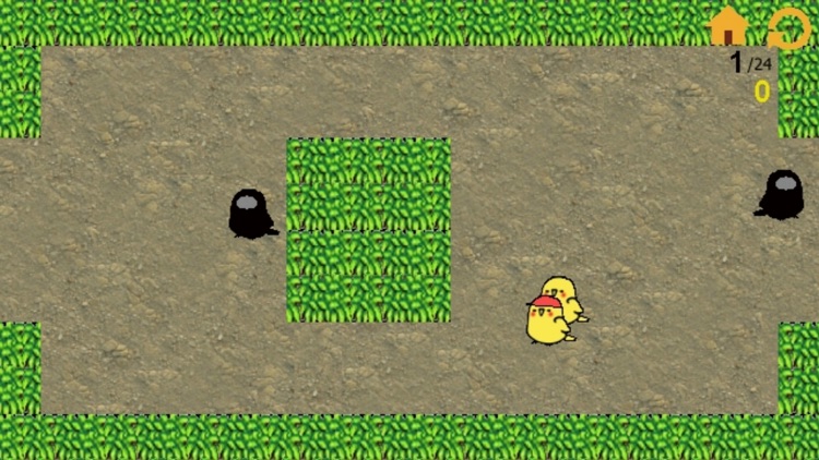 Chick in Maze