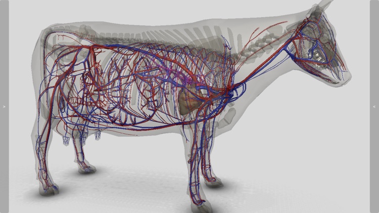 3D Bovine Anatomy screenshot-8