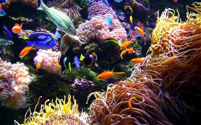‎Aquarium Live HD screensaver Screenshot