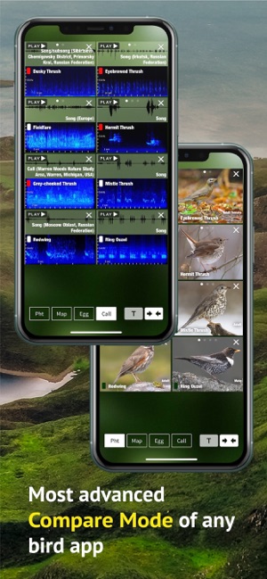 All Birds Scotland Photo Guide(圖7)-速報App