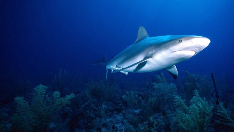 Shark Eat Fish! by NING LIU