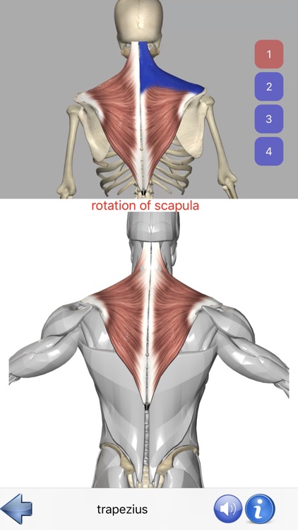 Visual Anatomy screenshot-3