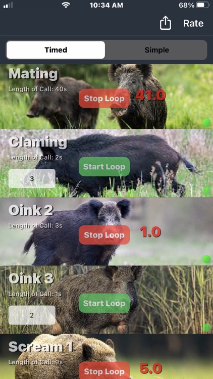 Wild Hog Calls