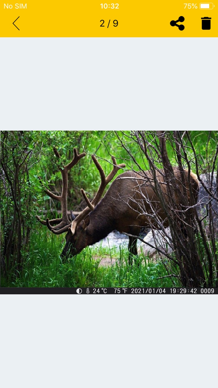 Trail Cam Pro