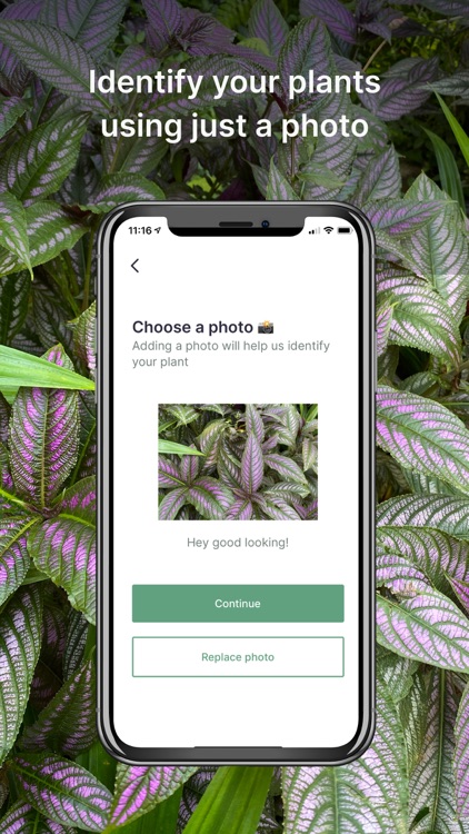 Jungled: Delightful Plant Care