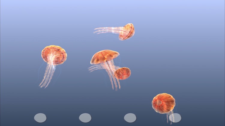 Jellyfish Chrysaora