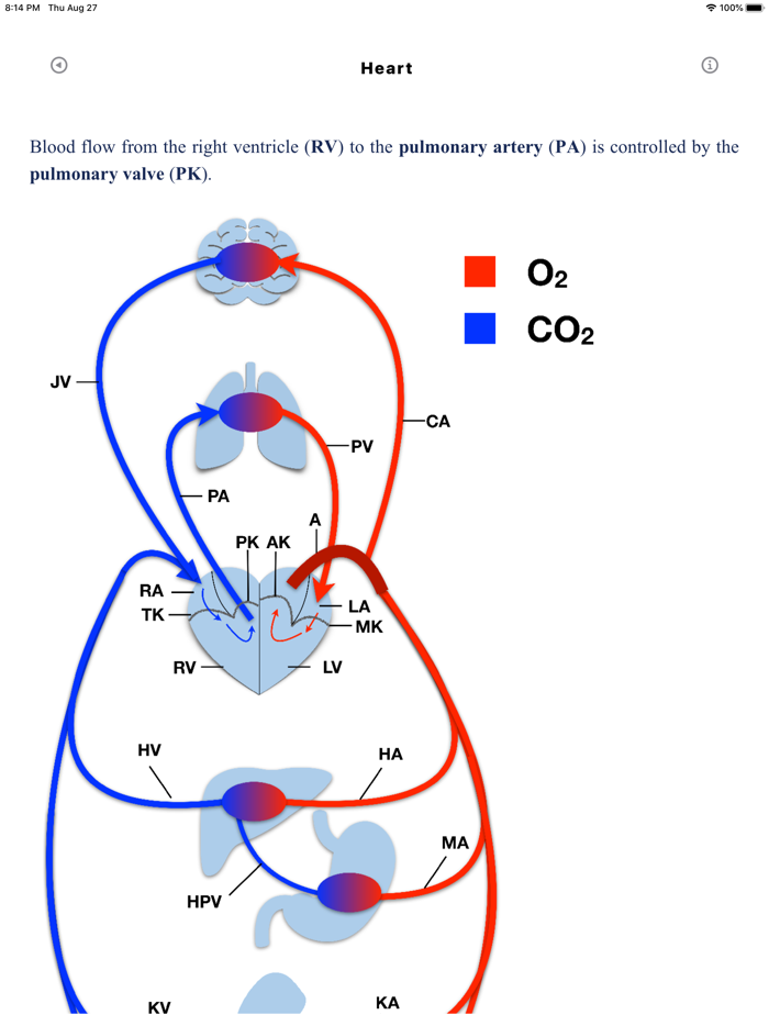 Metabolic Organs