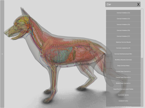 3D Canine Anatomy 3D Canine Anatomy