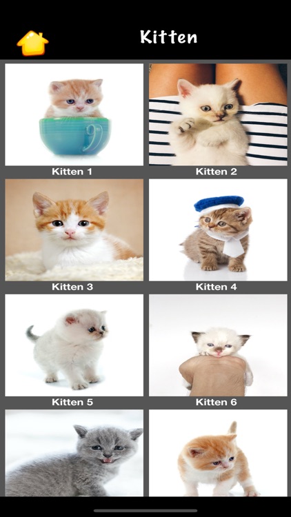 Cat Sounds & Meow Talk screenshot-3