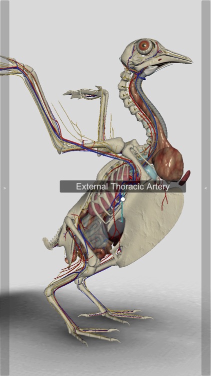 3D Bird Anatomy screenshot-3