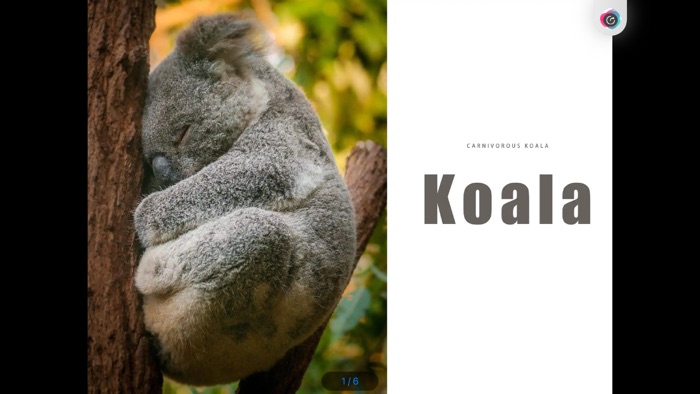 Super cute koala show