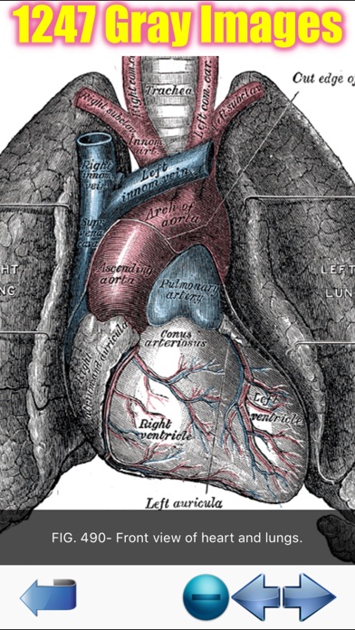 Visual Anatomy Screenshot 7