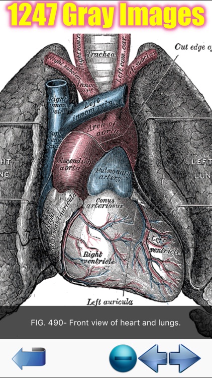 Visual Anatomy screenshot-6