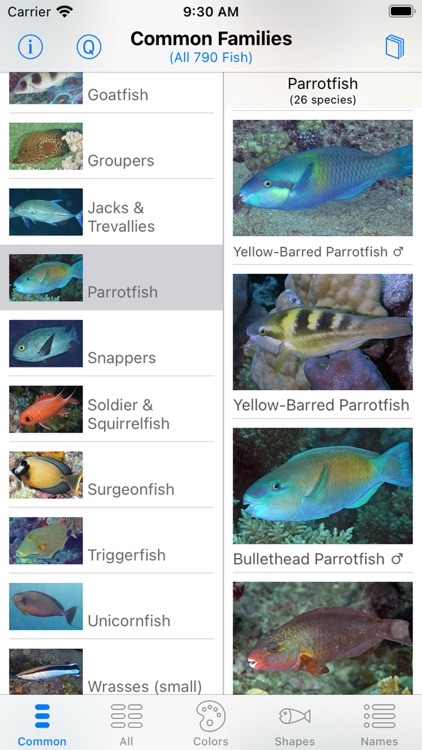 Solomon Islands Fish ID screenshot-7