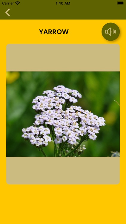 AlphaBlossom screenshot-4