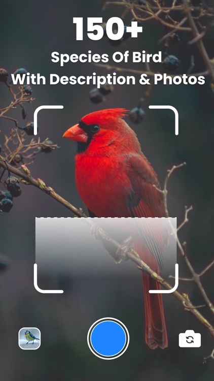 Bird Identifier - Find Bird