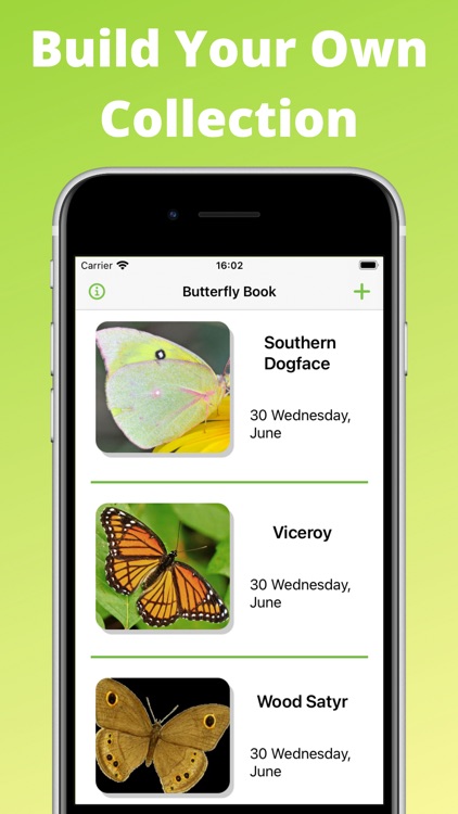 Butterfly identifier - insect