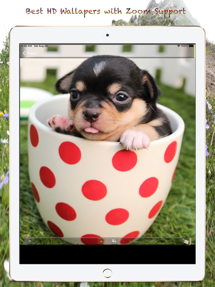 Puppy Photos  Wallpapers