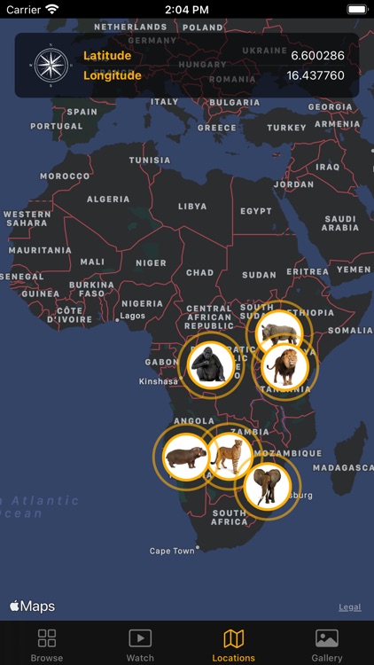 African Swift Animals screenshot-3