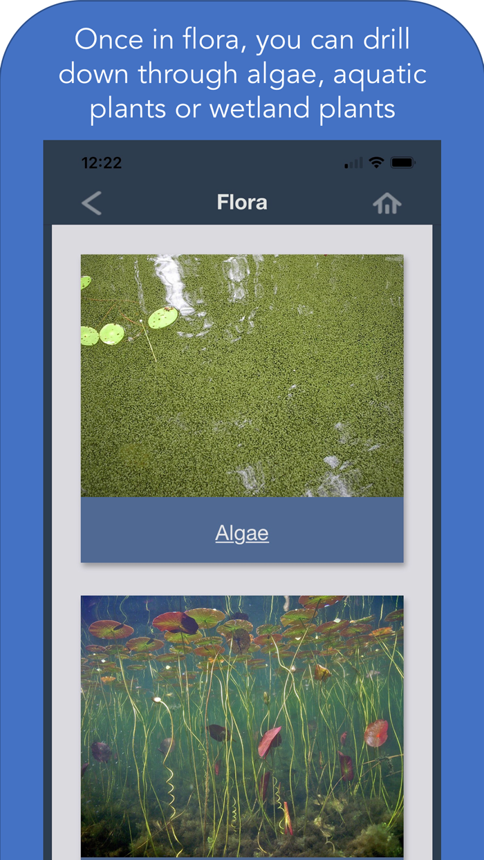 Maine Aquatic Phenomena