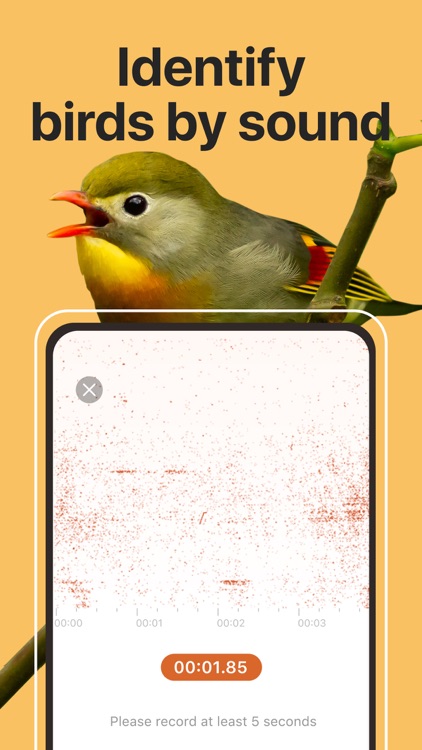 Picture Bird: Birds Identifier