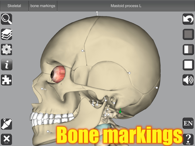 ‎Capture d'écran d'anatomie 3D