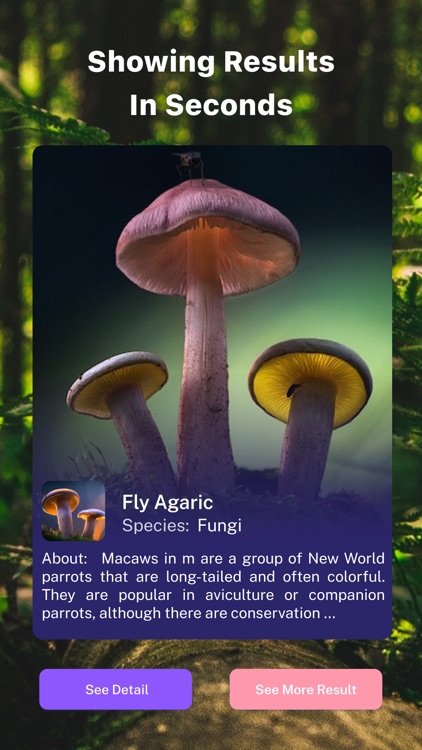 Mushroom ID - Picture mushroom