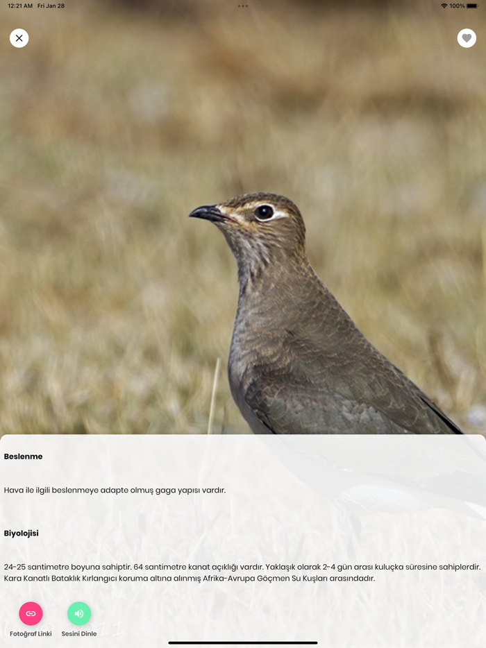 Kızılırmak Kuşları