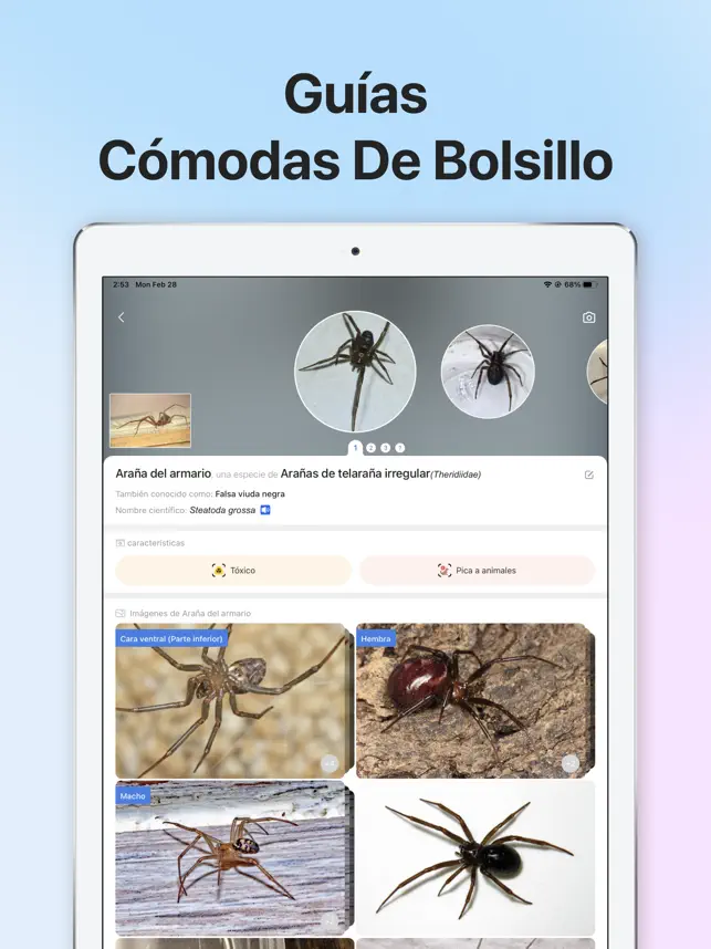 Screenshot 5 Picture Insect - Insectos ID iphone