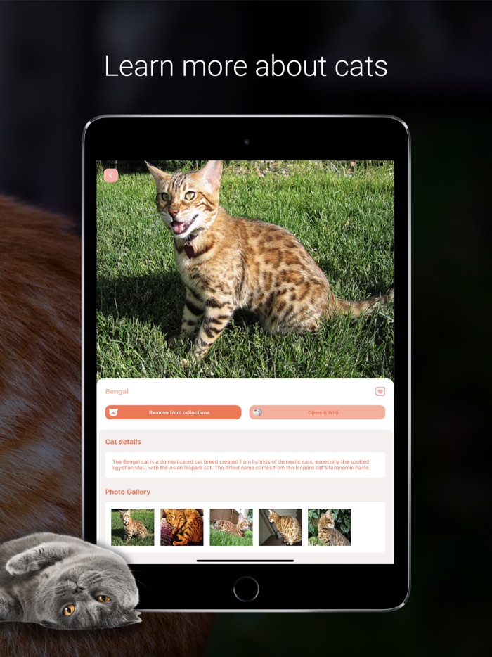 Cat Identifier - Cat Scanner