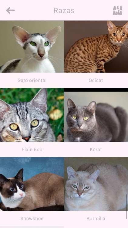 Miaupp: Curiosidades de gatos