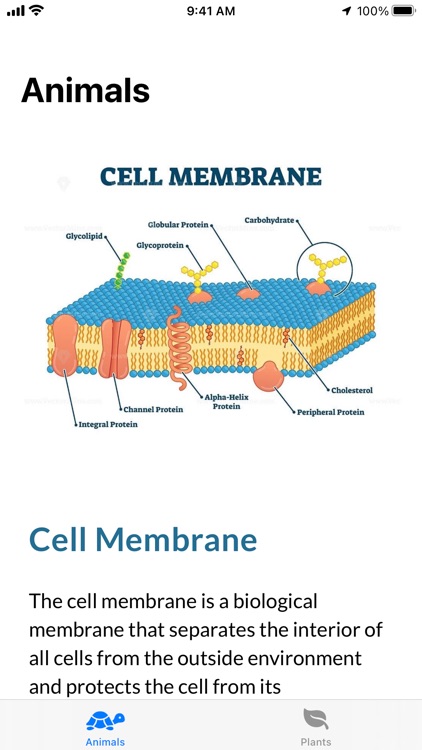 Cell Structure