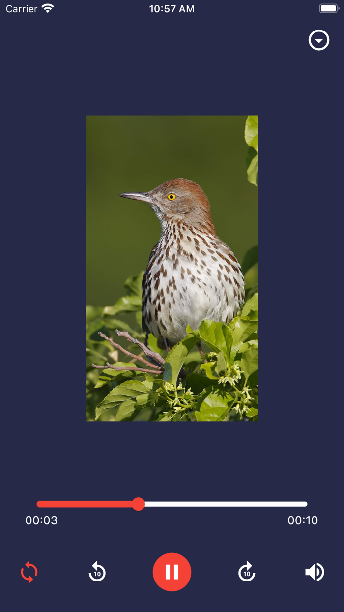 Bird Call Bird Sounds Effects