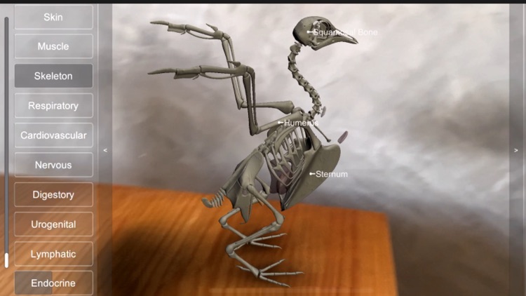 3D Bird Anatomy screenshot-8
