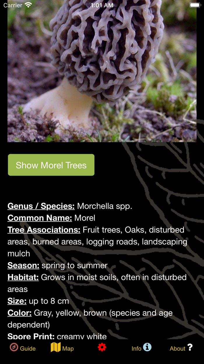 BC Coast Mushroom Forager