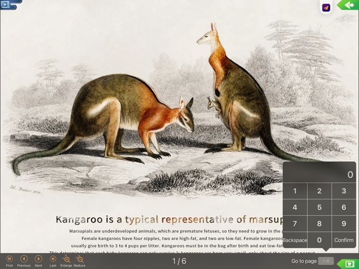 KangarooAppreciation