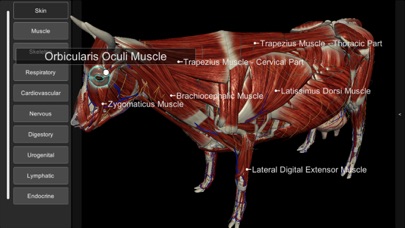 3D Bovine Anatomy screenshot1