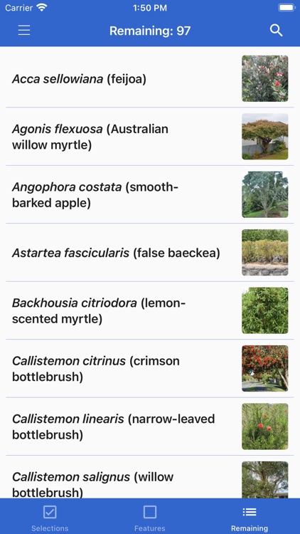 NZ Myrtaceae Key screenshot-3