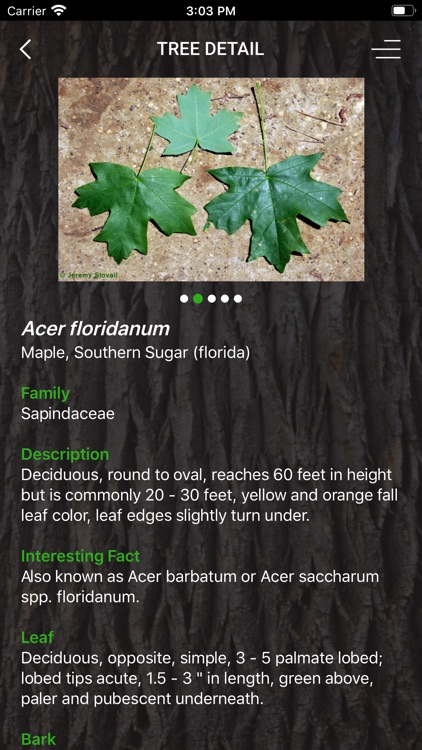 My Tree ID