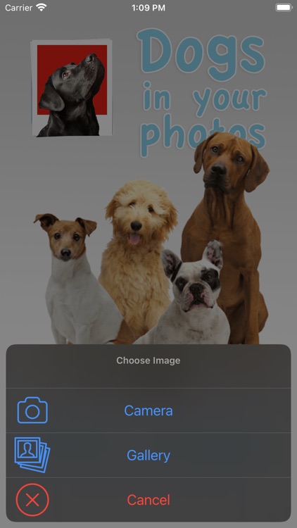 Dogs in your photos screenshot-5