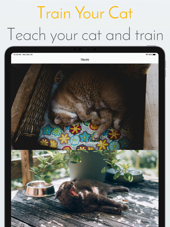 Kitty App - Care my Cat