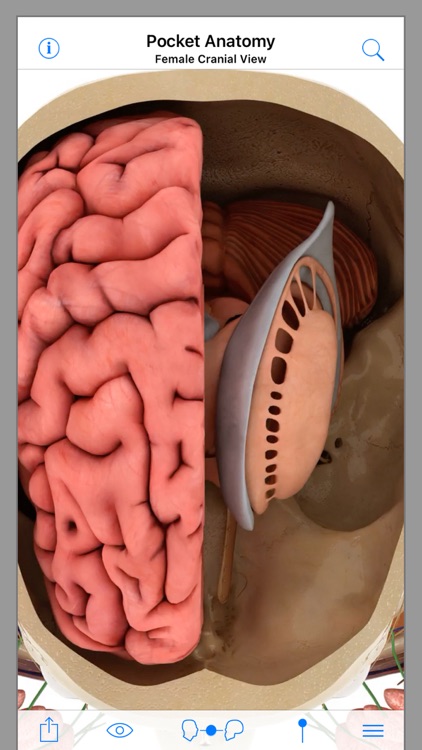 Pocket Anatomy screenshot-4