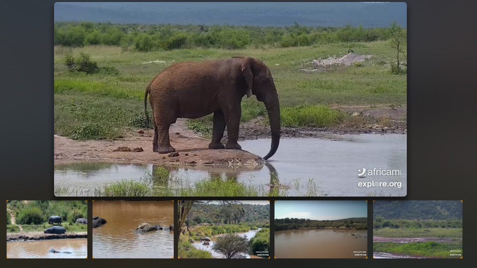 Screenshot #1 for LIVE Safari