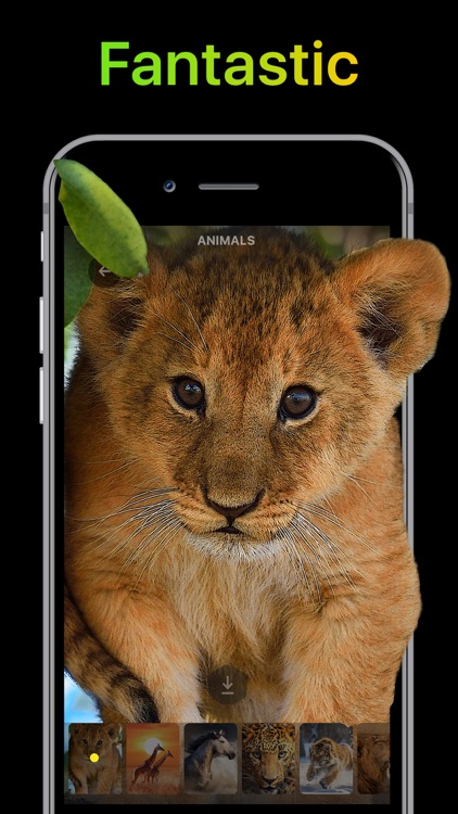Live Wallpaper & Wallpapers HD screenshot-0