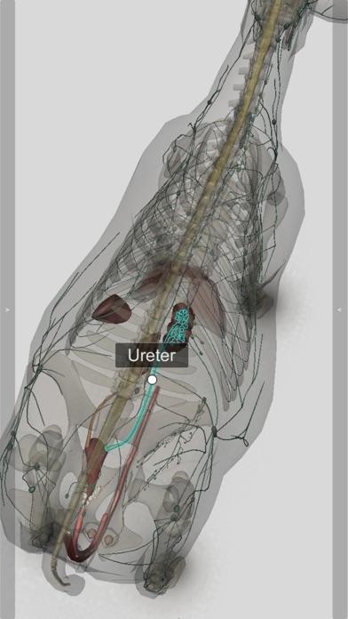 3D Bovine Anatomy screenshot1