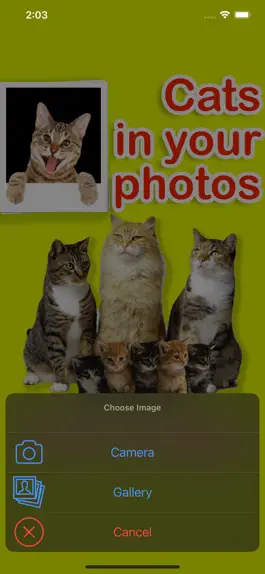 Game screenshot Cats in your photos apk