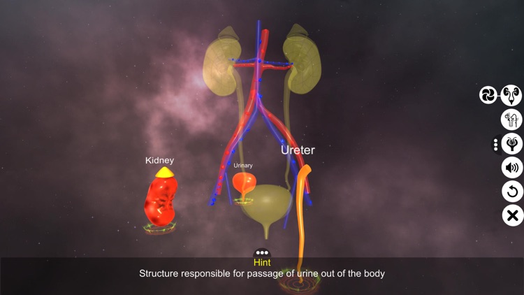 Urinary System Physiology