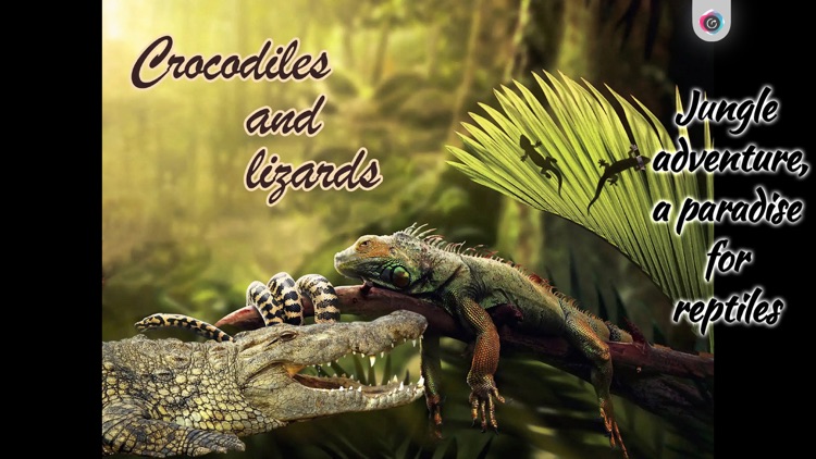 Happy Life of Lizard