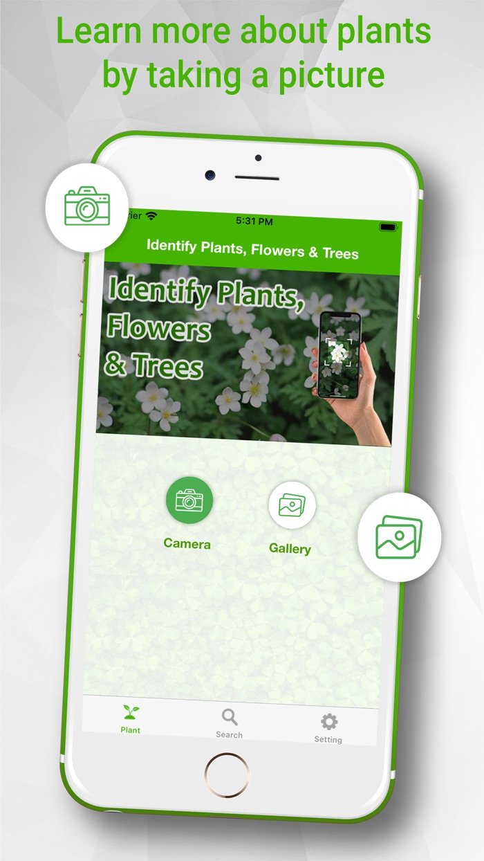 Identify Plants Flowers Trees